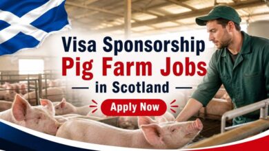 Visa Sponsorship Pig Farm Jobs in Scotland